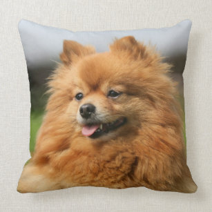 pomeranian pillow