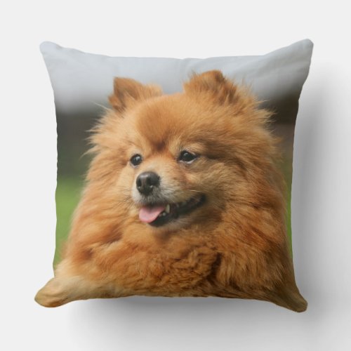 Pomeranian Watching Throw Pillow