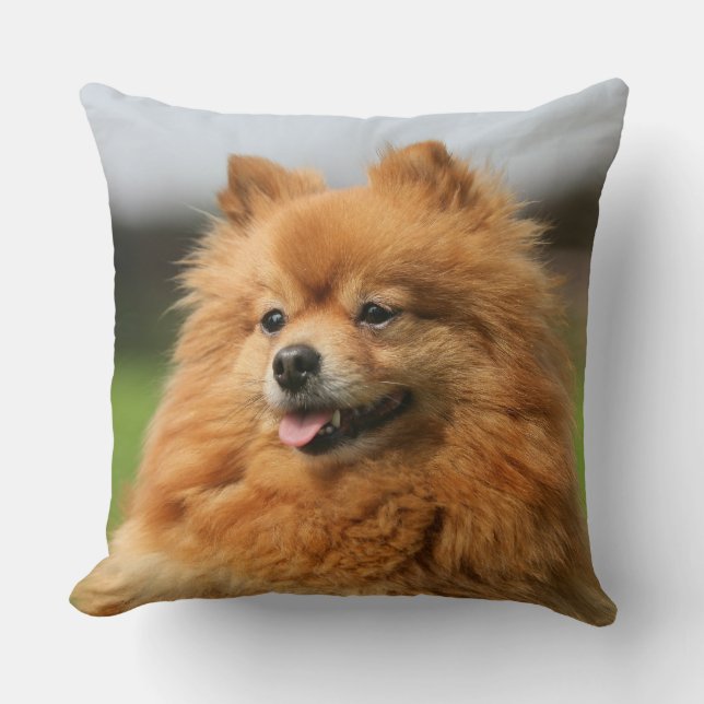 Pomeranian Watching Throw Pillow (Front)