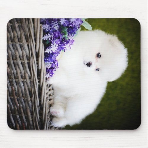 Pomeranian White Fluffy Cute Pomeranian Dog Mouse Pad