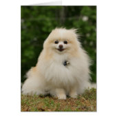 Pomeraning Sitting (Front)