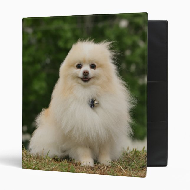 Pomeraning Sitting 3 Ring Binder (Front/Inside)