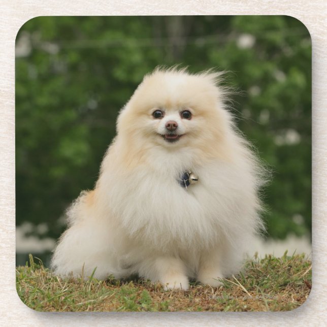 Pomeraning Sitting Beverage Coaster (Front)