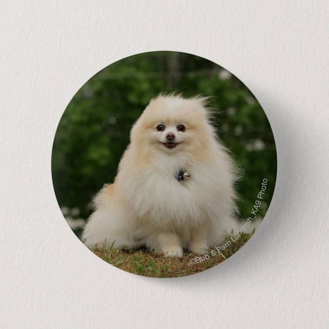 Pomeraning Sitting Button (Front)
