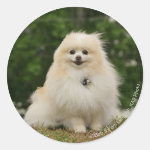 Pomeraning Sitting Classic Round Sticker