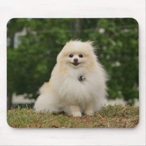 Pomeraning Sitting Mouse Pad