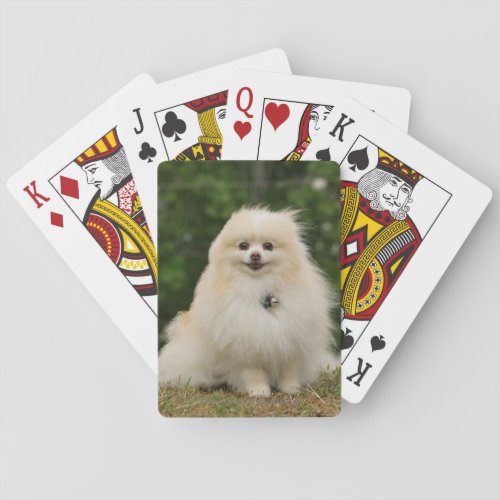 Pomeraning Sitting Poker Cards