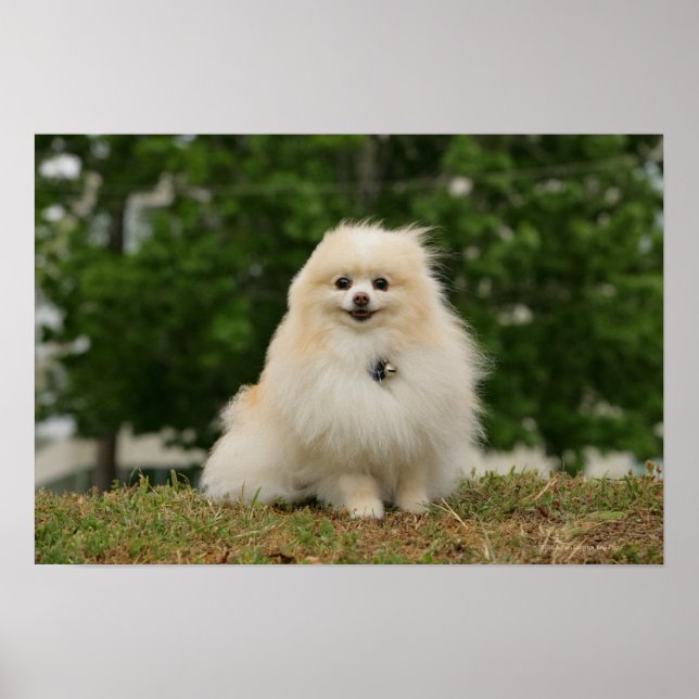 Pomeraning Sitting Poster (Front)