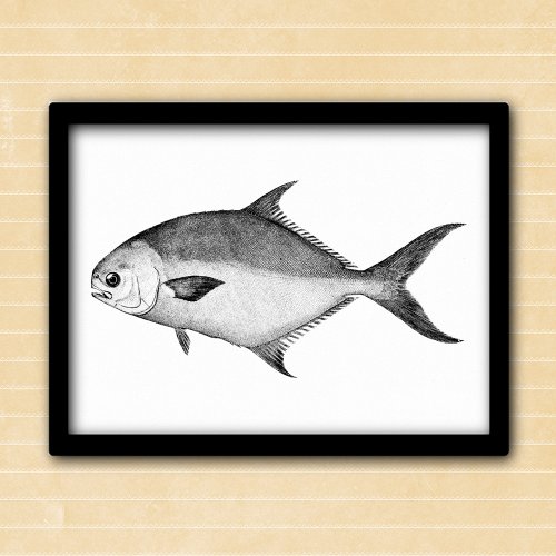 Pompano fish black and white vintage illustration poster