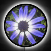 Pompeia LED Sign (Front)