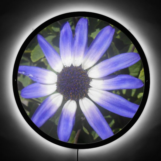 Pompeia LED Sign (Front)