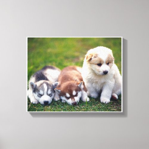 Pomsky puppies Canvas