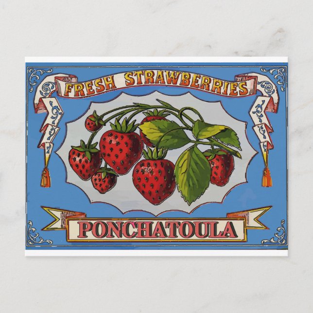 Ponchatoula, LA Strawberries Postcard (Front)