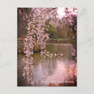 Pond at RHS Wisley, England Postcard
