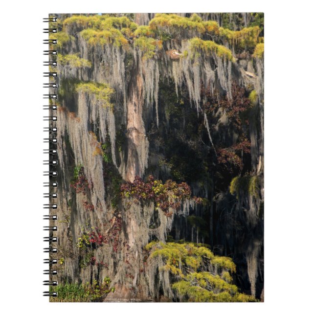 Pond Cypress in Flooded Swamp Notebook (Front)