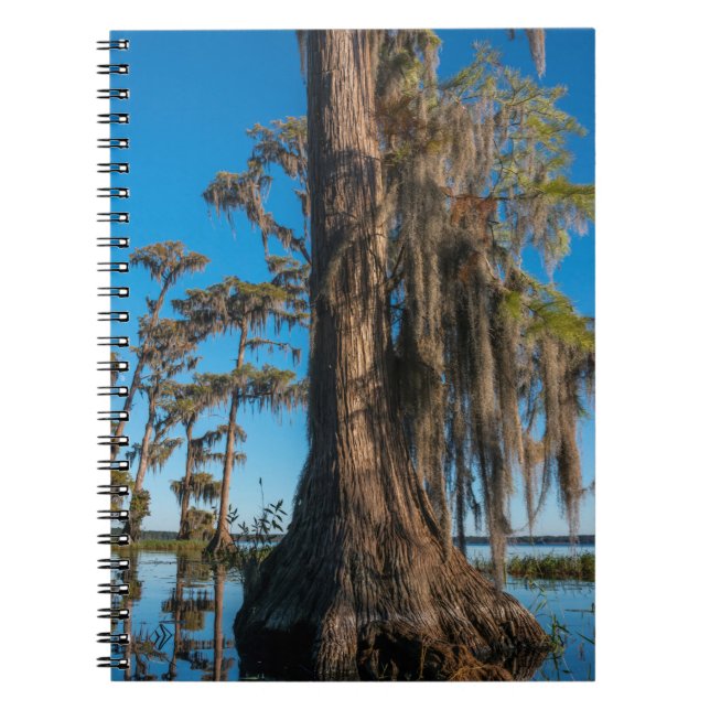 Pond Cypress Tree in a Swamp Notebook (Front)