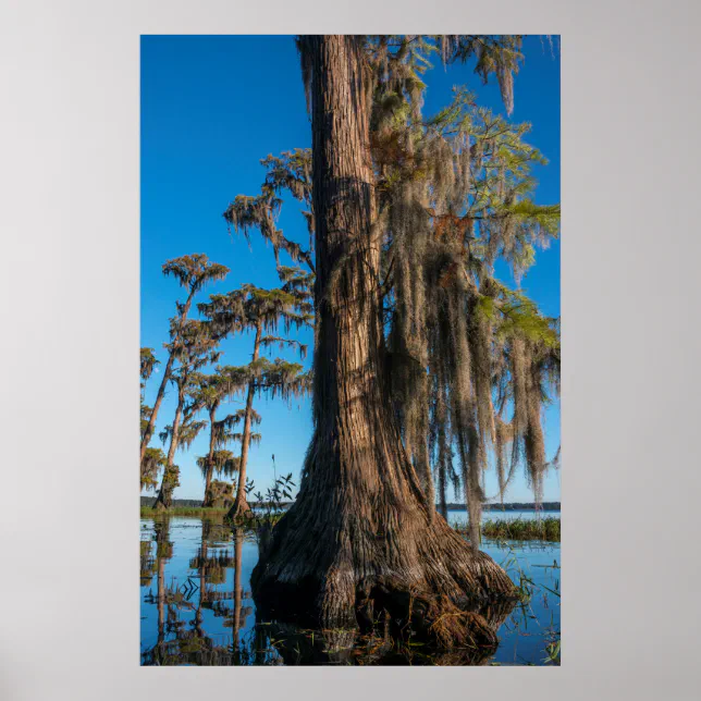 Pond Cypress Tree in a Swamp Poster | Zazzle