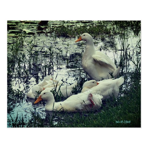 Pond Ducks Animals  Poster