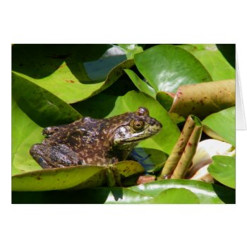 Pond Frog Card by busycrowstudio at Zazzle