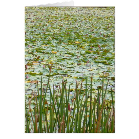 pond greenery cards (Front)