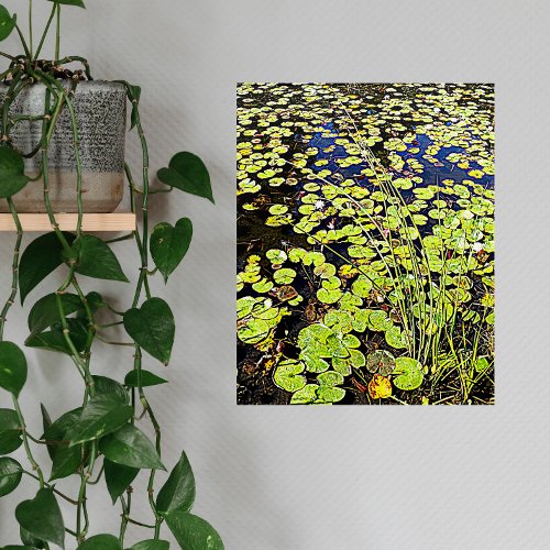 Pond Lily Pads and Reeds Floral Acrylic Print