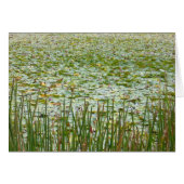 pond plants (Front Horizontal)