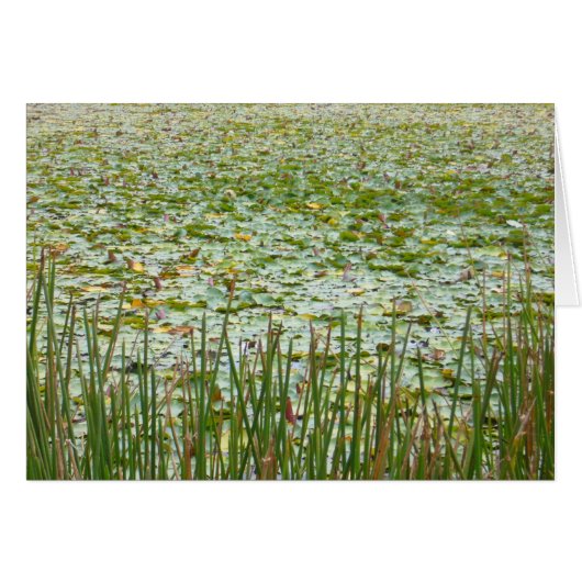 pond plants cards (Front Horizontal)