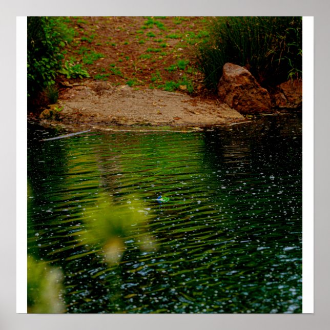 Pond Ripples Poster (Front)