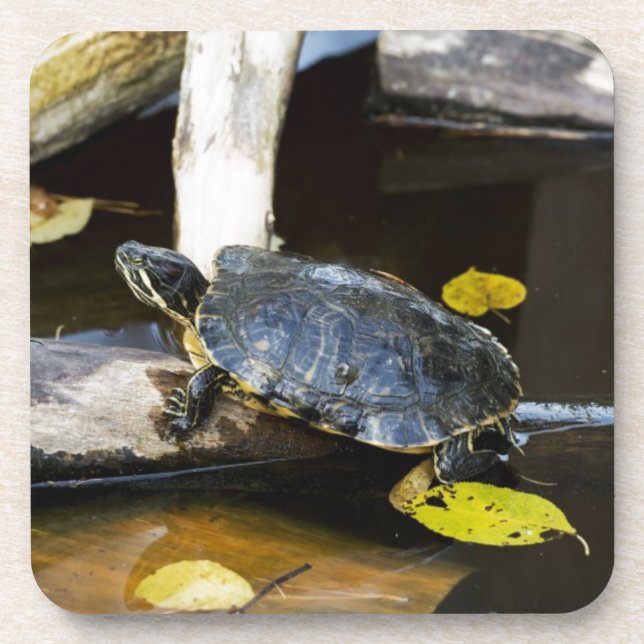 Pond slider turtle in the wild drink coaster (Front)