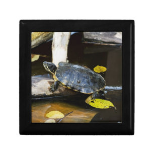 Pond slider turtle in the wild gift box