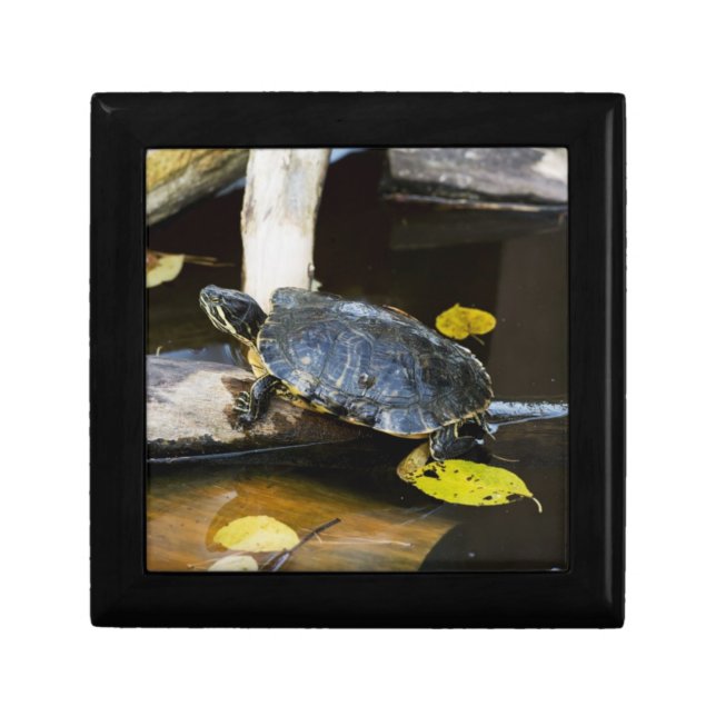 Pond slider turtle in the wild gift box (Front)