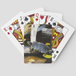 Pond slider turtle in the wild poker cards