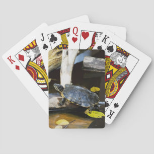 Pond slider turtle in the wild poker cards