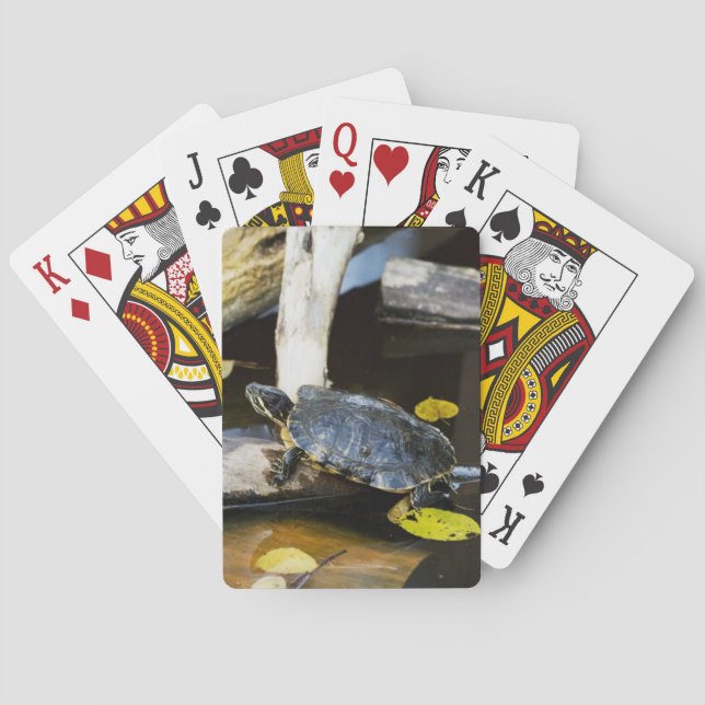 Pond slider turtle in the wild poker cards (Back)