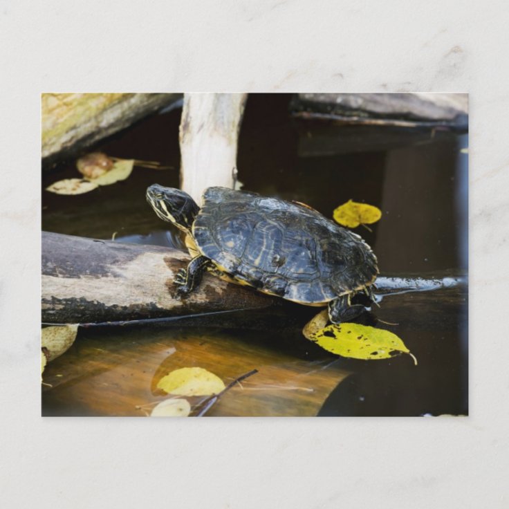 Pond slider turtle in the wild postcard | Zazzle