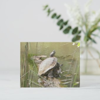 Pond Turtle Postcard | Zazzle