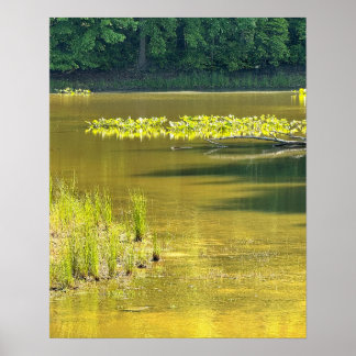 Pond Waterscape Photo Poster