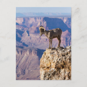 Pondering The Abyss Postcard