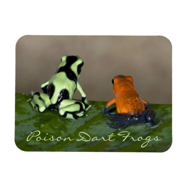 Pondering the Situation Magnet (Horizontal)