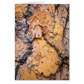 Ponderosa pine bark, Washington (Front)
