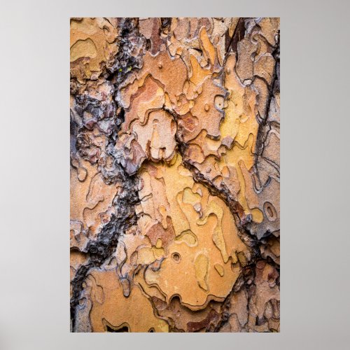 Ponderosa pine bark Washington Poster