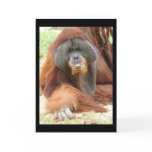 Pongo Orangutan Ape Greeting Card