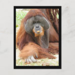 Pongo Orangutan Ape Postcard