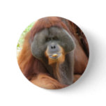 Pongo Orangutan Ape Round Pin