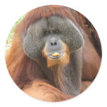 Pongo Orangutan Ape Sticker