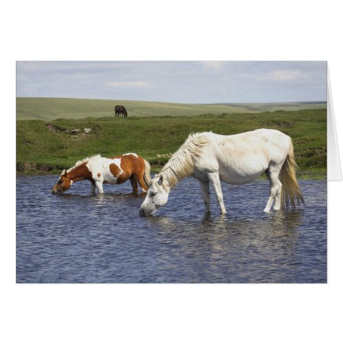 Ponies At Watering Hole blank notelet  card