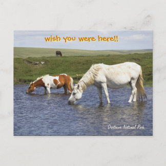 Ponies At Watering Hole post cards