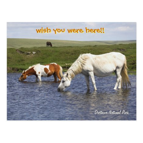 Ponies At Watering Hole post cards