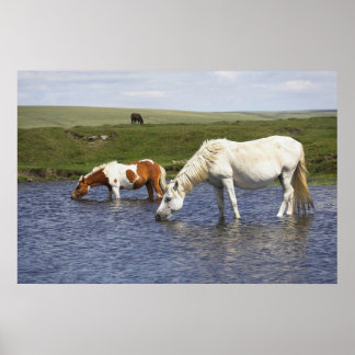 Ponies At Watering Hole poster print