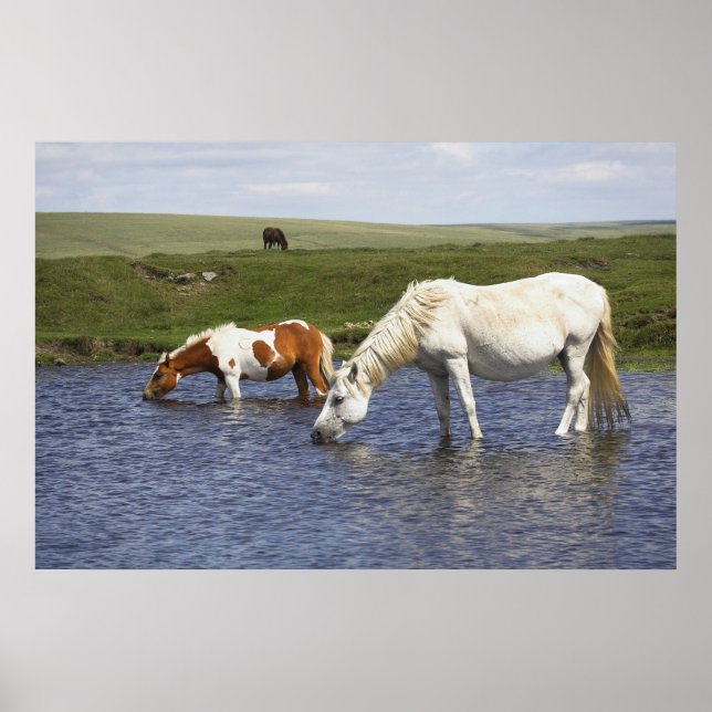 Ponies At Watering Hole poster print (Front)